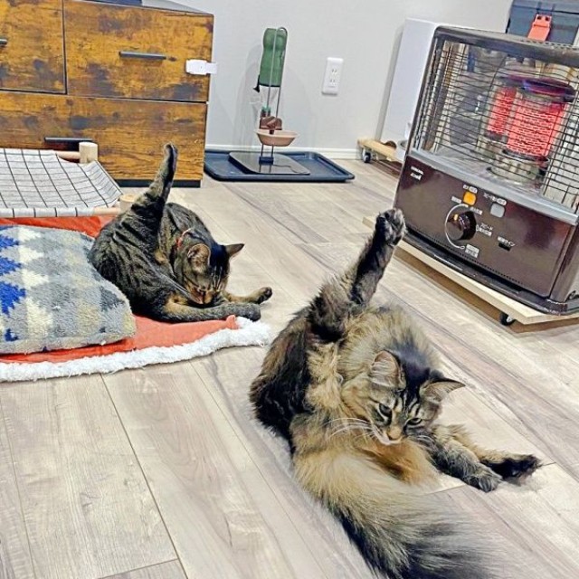 毛づくろいがシンクロ！？ （手前から）もなかちゃん、おはぎちゃん（画像提供：おはぎともなかと時々オトンさん）