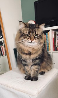 悪だくみをする子＝ヤマネコさん（@ymnc_rf）提供