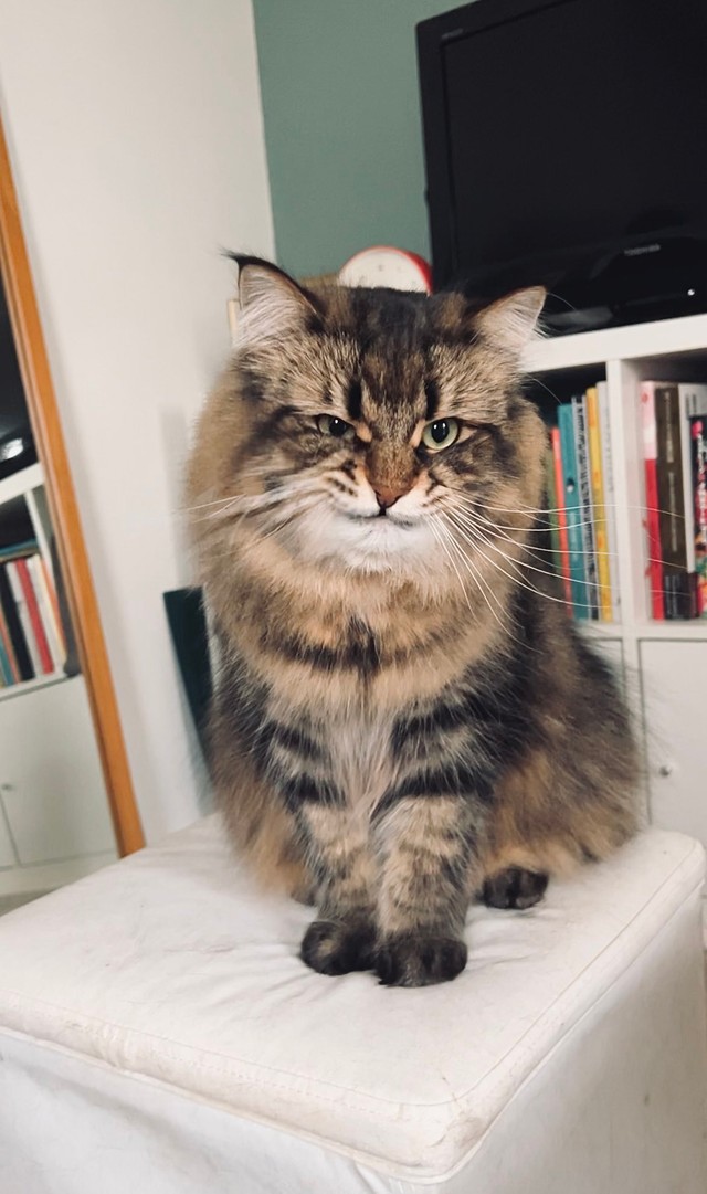 悪だくみをする子＝ヤマネコさん（@ymnc_rf）提供