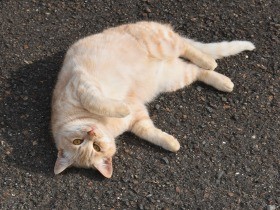 野良猫のアイドル「千太郎」おなか見せコロリ　パンチが玉にキズ