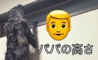 身長172センチのパパさんよりも高い！（「BORZOI WILL &ROBIN」さん提供、Instagramよりキャプチャ撮影）
