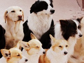 被災ペット１００匹受け入れ　救援センター、大分に開設