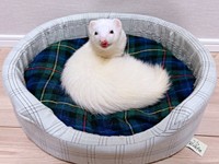 手足ないない！ 謎の生き物感あふれるウユちゃん（画像提供：ウユちゃんさん）