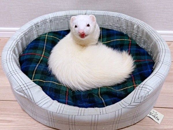 手足ないない！ 謎の生き物感あふれるウユちゃん（画像提供：ウユちゃんさん）