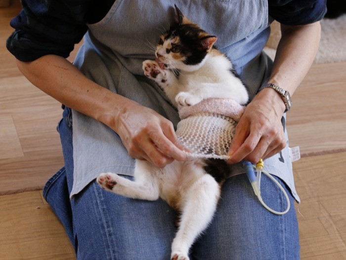 胃ろうチューブが外れないよう、そして患部を清潔に保つよう、チューブをネットで固定して、上から腹巻を