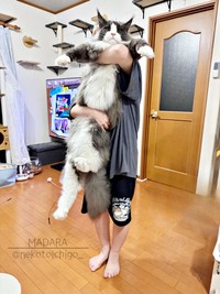 床に足が付きそう！ 1歳8カ月のダイナマイトボディを披露したマダラくん（画像提供：なおさん）