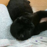 ごはんを食べてまったり、やる気ゼロ