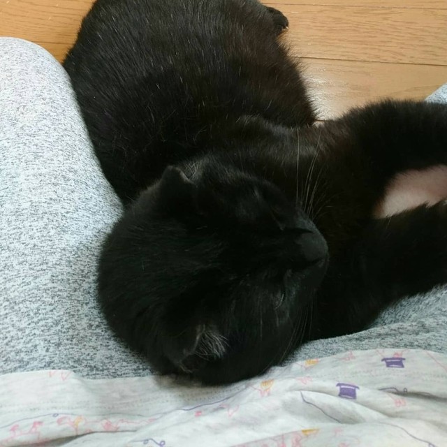 ごはんを食べてまったり、やる気ゼロ