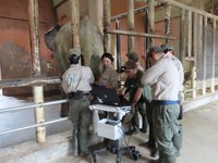 超音波検査で順調に成長している胎仔の様子を確認（2025.5.21 安佐動物公園提供）