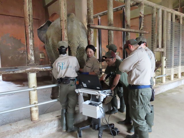 超音波検査で順調に成長している胎仔の様子を確認（2025.5.21 安佐動物公園提供）