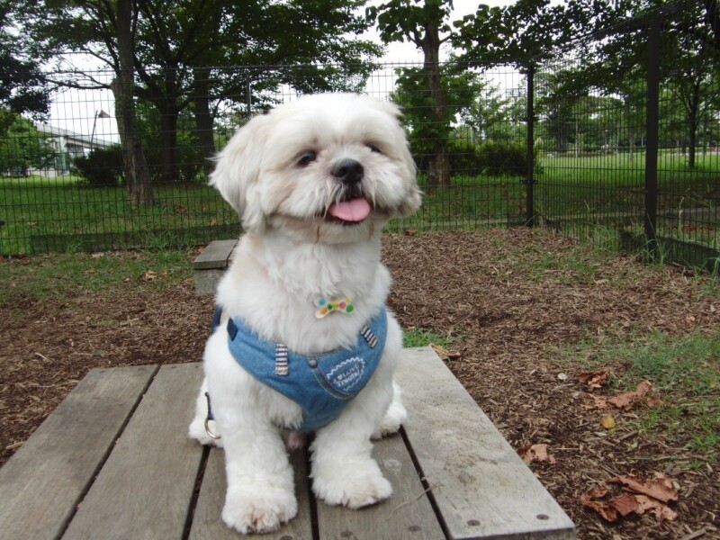 家にきたころの「カンペイ」