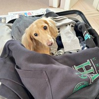 まるでスーツケース風呂ーー中に入ってくつろぐちゃちゃちゃん（画像提供：ちゃちゃさん）