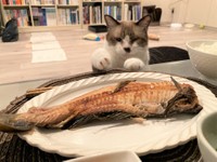 お魚大好き！食卓にあると、ついつい狙っちゃいます