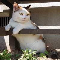 ご確認用　妻の作った　招き猫　正統派！　三毛猫　右手招き　極小小粒 ご確認用 妻の作った 招き猫 正統派！ 三毛猫 右手招き 極小