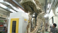 巨大恐竜の顔が目の前に　大学生が作るタルボサウルスの骨格レプリカがまもなく完成　岡山