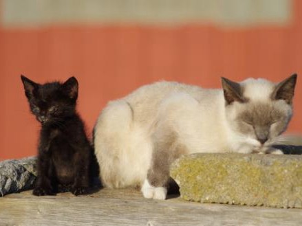犬猫の不妊・去勢手術費　今年は３県で補助　日本動物福祉協会
