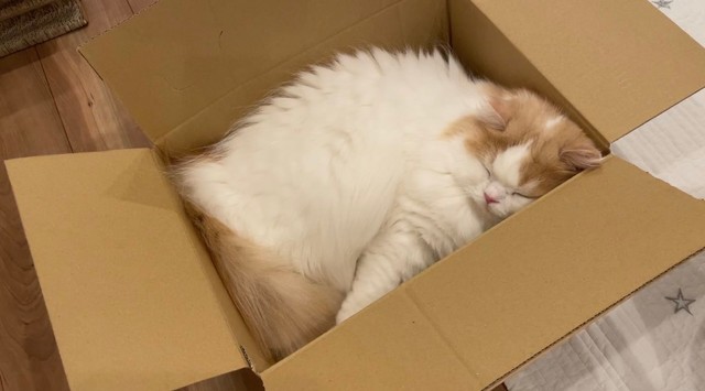 ニャマゾンで配送しまーす
