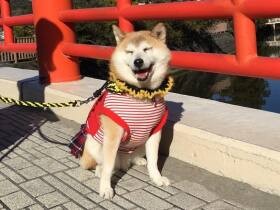 友達の輪が広がった！　柴犬の「しずく」に癒やされ感謝する日々　