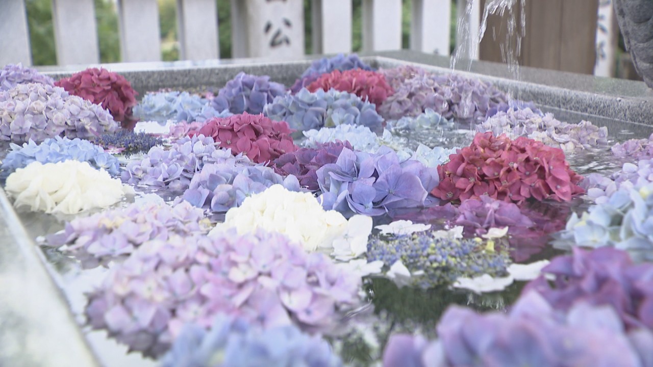 梅雨の風物詩 アジサイ 約3000株が見頃 香川県観音寺市 粟井神社 Ksbニュース Ksb瀬戸内海放送