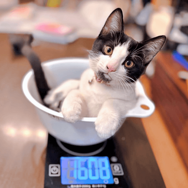 保護から91日目。順調に体重が増えているこはるちゃんこはるちゃん（画像提供：T&A&Fさん）