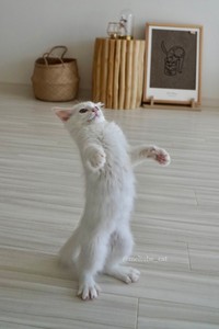 幼い頃は、立とうとしてもそりくり返ってしまった＝めるちょとまおまおさん（@meltube_cat）提供