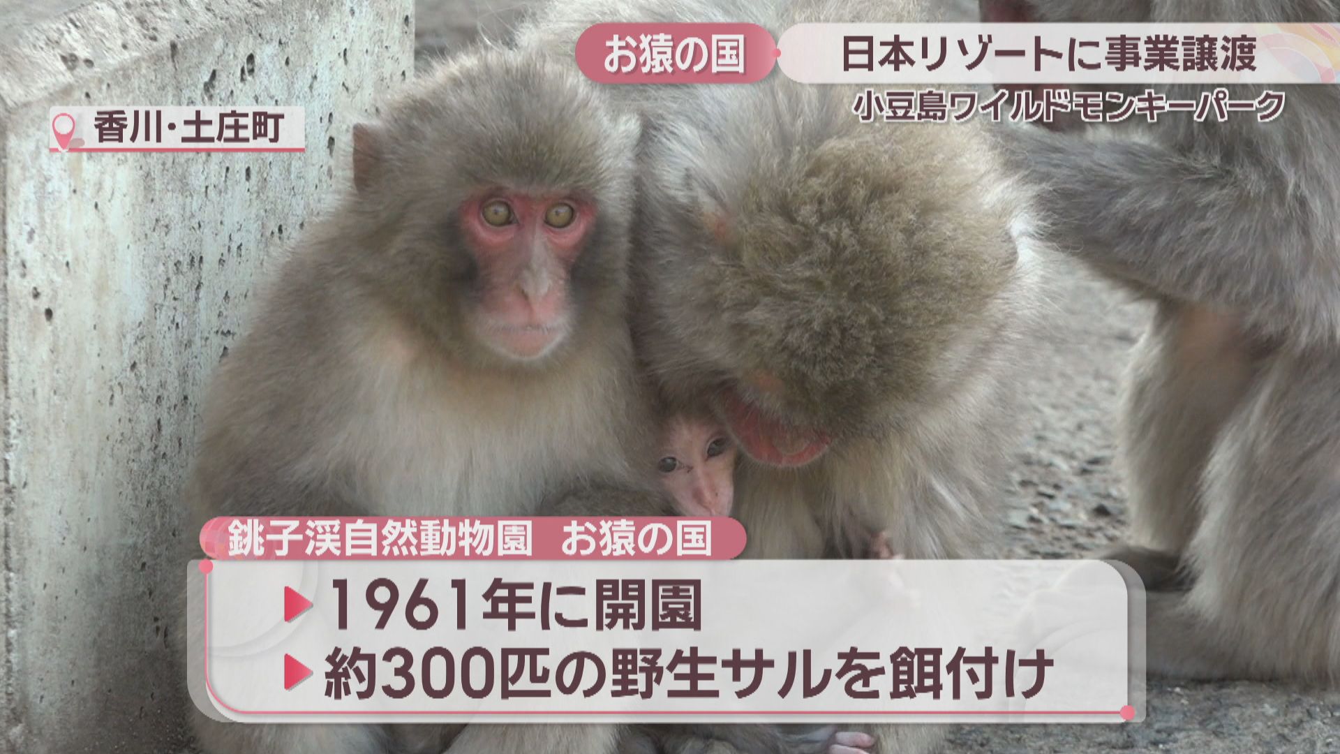 休園中の「お猿の国」 大阪市の日本リゾートに事業譲渡へ 香川・小豆島