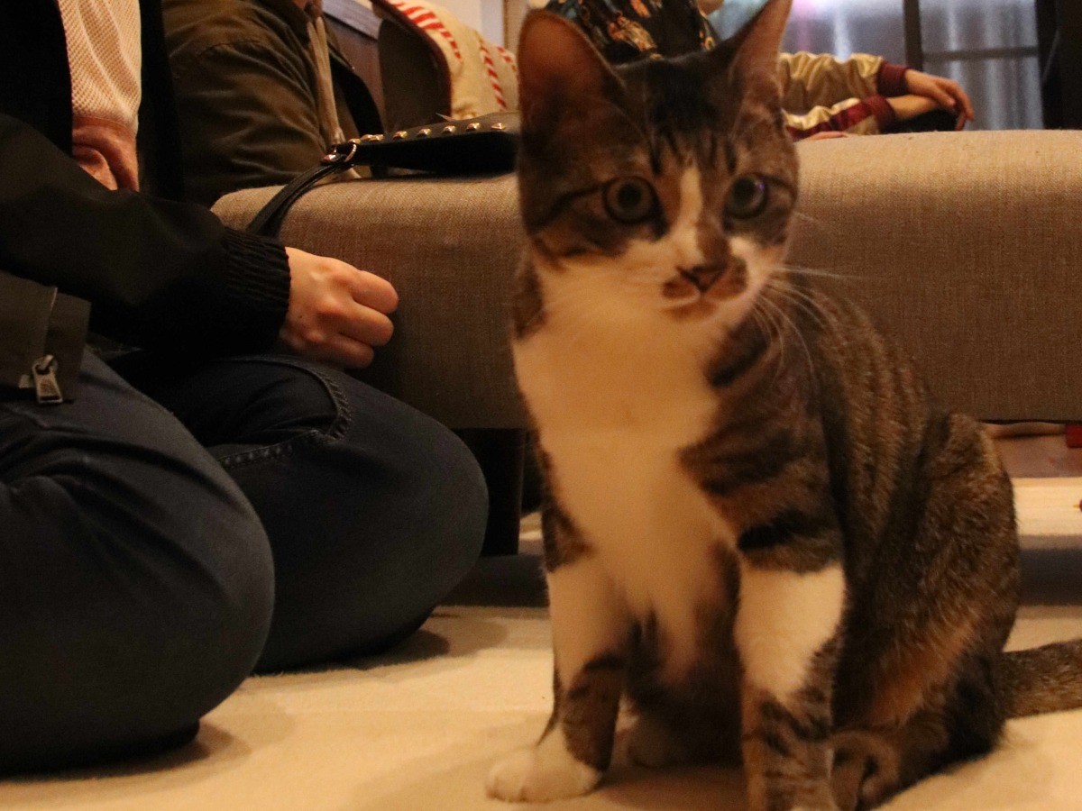 旅館を再生 秋葉原の保護猫カフェ 神田川でおぼれていた猫も 犬 猫との幸せな暮らしのためのペット情報サイト Sippo