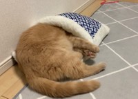 頭から入ってみよう=ちゃちゃまるすももさん（@manmaruchan21）提供