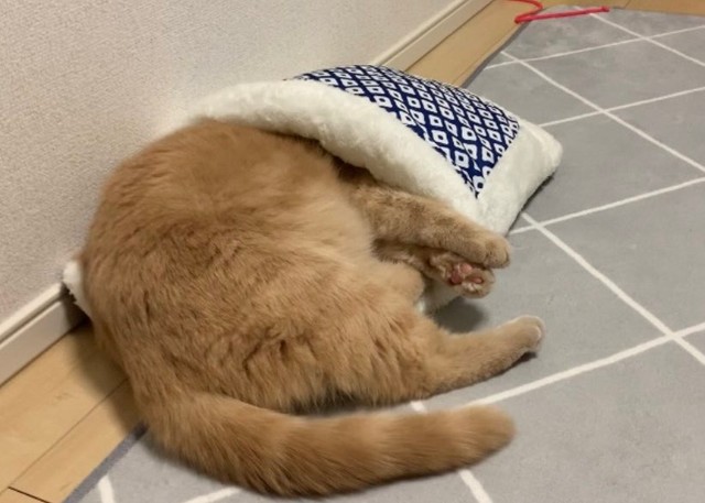 頭から入ってみよう=ちゃちゃまるすももさん（@manmaruchan21）提供