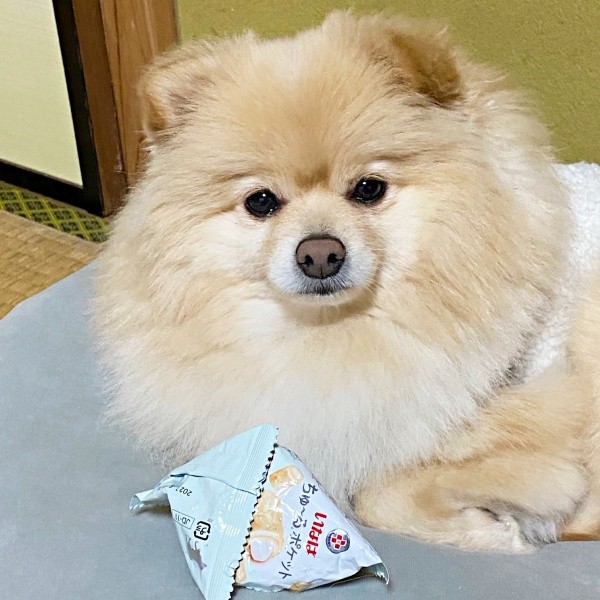 初めて食べたおやつに感動！ 空袋を離さなかったぱっちゃん（画像提供：ぱっちゃんさん）