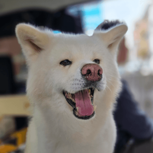 フウちゃんは5月7日に虹の橋を渡った（飼い主さん提供）