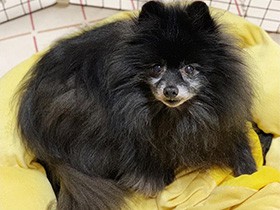 ゴハンよりもボールが大好き！　ポメラニアンの「くぅちゃん」