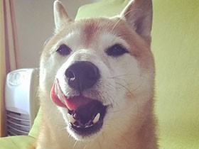 好物は肉、肉、とにかく肉　柴犬「カイ」、食後にくつろぎ中