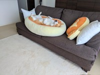 ソファの上のチーズ蒸しケーキの上でくつろぐこまちちゃん（提供：こまち@彩さん）