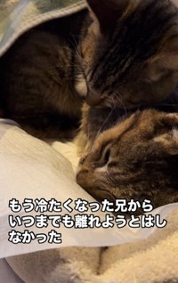 虹の橋を渡り、体が冷たくなった兄猫に寄り添って眠る妹猫の動画が話題に（「山あり猫あり(保護動物達と暮らす)」さん提供、Instagramよりキャプチャ撮影）