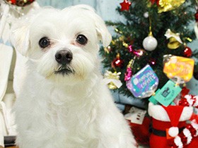 ふわふわ真っ白　元気で優しいマルチーズの「ソルト」