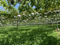 裏旬ニュージーランドのブドウ農園