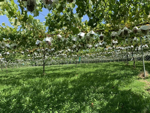 裏旬ニュージーランドのブドウ農園