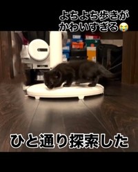 部屋の中を探索する黒猫さん（「ねぎごま」さん提供、Instagramよりキャプチャ撮影）