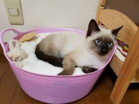 草むらで寝ていた青い目の子猫　譲渡先から２日で出戻り、家猫に