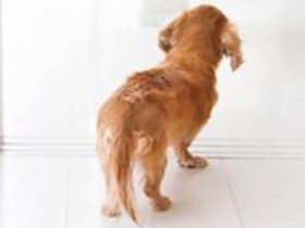 犬猫はこの病気で死に至る　心臓病　犬で第2位、猫で第3位