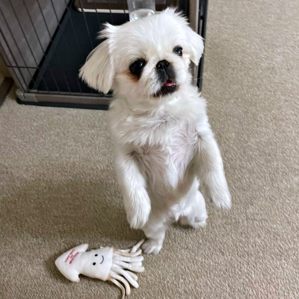 二足立ちでフリーズするなじゅちゃん（画像提供：なじゅさん）