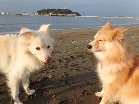 「犬は今を生きる」のか、そうではないのか？　毎年夏になるとおびえるのはなぜ