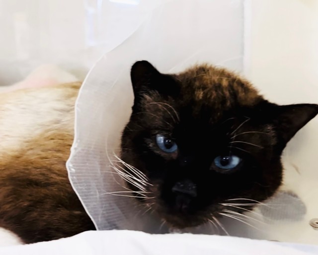 迷子猫の捜索中に見つけたシャム猫 下半身不随で厳しい診断 「生きたい