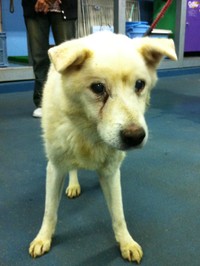 【ビフォー写真】保健所にいたヤマトくんは覇気のない表情をしていた