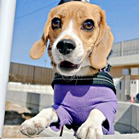 散歩中、穴にズボッ！ 本気の“くん活”が話題になったこうめちゃん（画像提供：koumeさん）