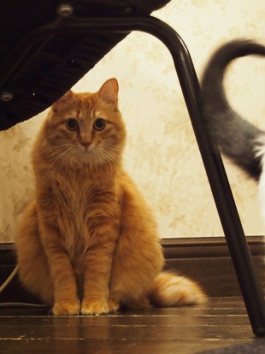 2014年2月。ケージフリーとなったが、人には触らせなかった。