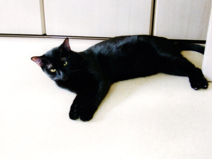 天井裏から子猫が落ちてきた 犬 猫との幸せな暮らしのためのペット情報サイト Sippo 天井裏から子猫が落ちてきた 犬 猫との幸せな暮らしのためのペット情報サイト Sippo