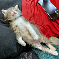 保護時、スマホと比較しても小さかったソラくん（画像提供：ガウンゼル・チョルサー＝まっちゃこさん）