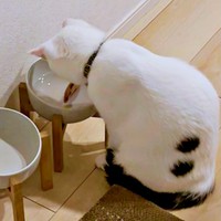 水用の器にコースターを入れるあめちゃん（画像提供：様子がおかしい猫 あめさん）